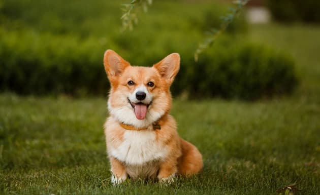 6 objetos que querrás comprar si eres amante de los corgis