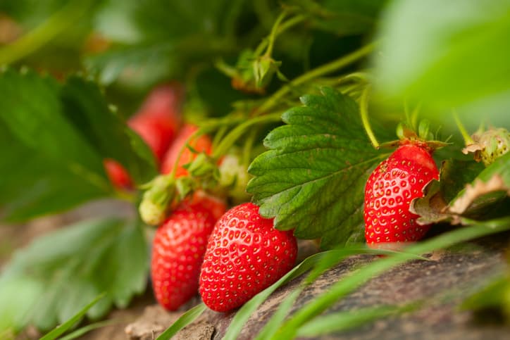 Lava las fresas con sal para eliminar bichos completamente: salen de las semillas