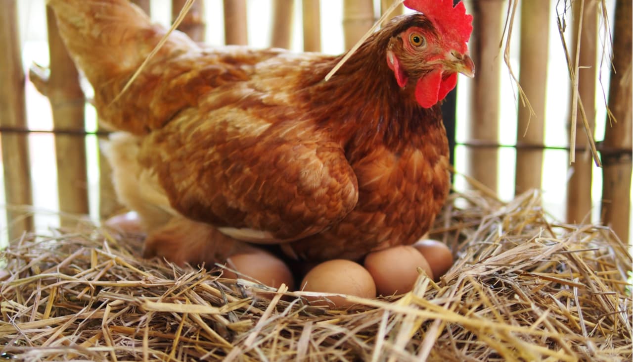 Criar gallinas en el patio trasero de la casa puede ser un riesgo para la salud