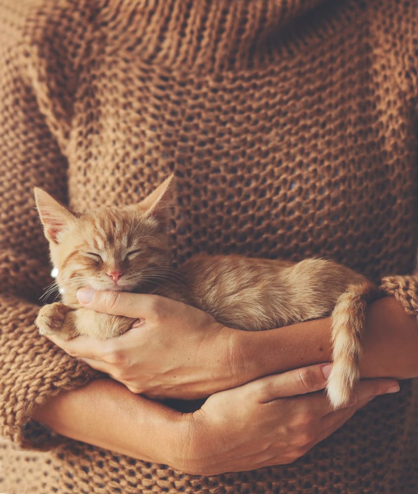 Tu gato lo agradecerá: mira cómo reciclar un suéter para hacerle una cama
