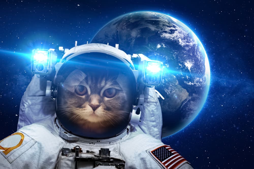 Un gato llamado Pikachu será el primero en viajar al espacio pero no es lo que piensas