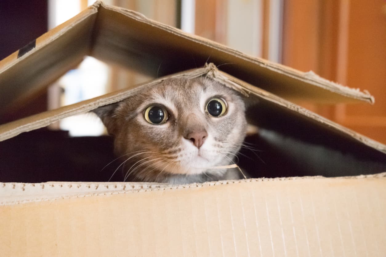 Los gatos tienen 7 personalidades básicas: descubre si tu mascota es feliz