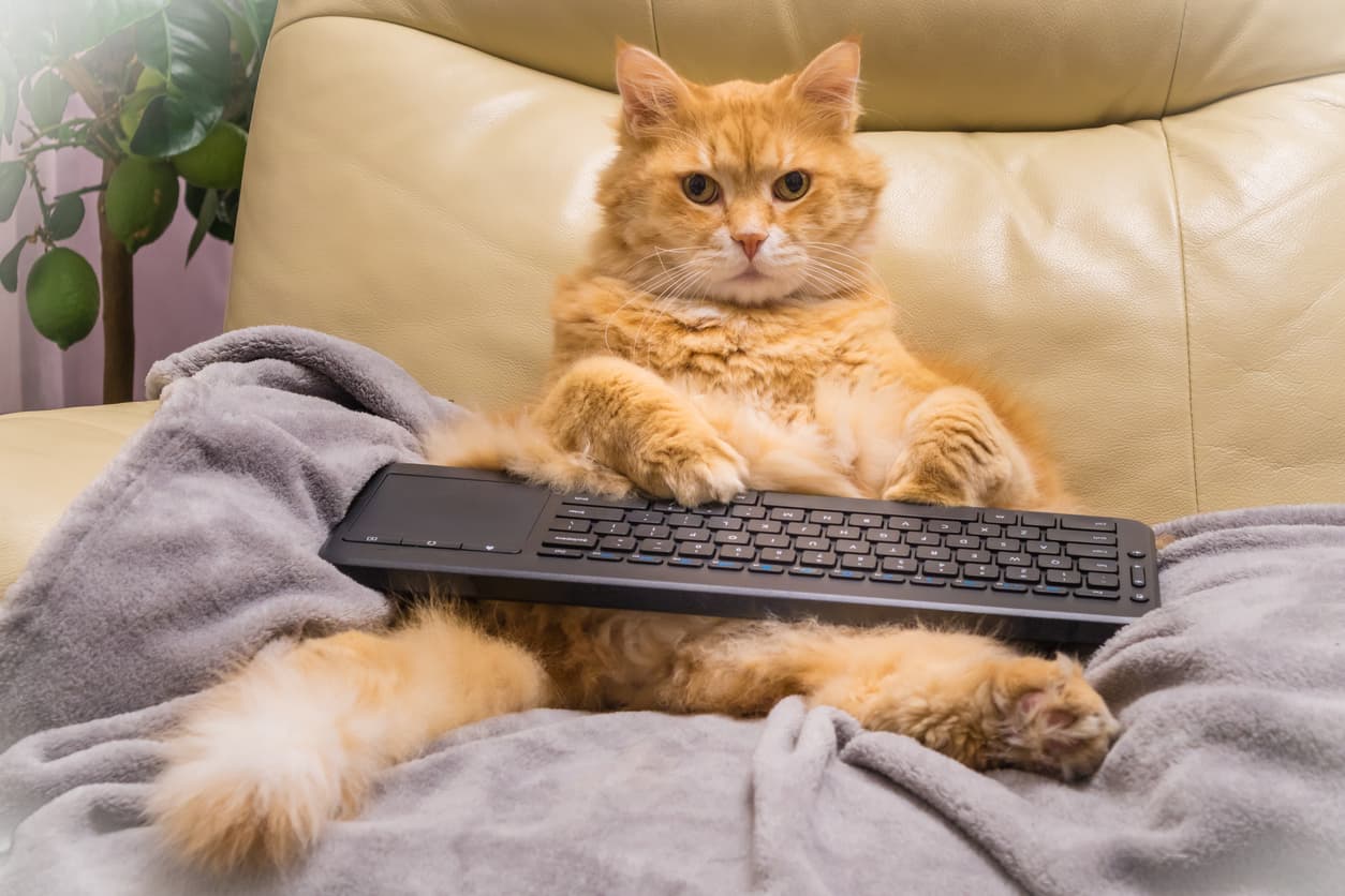 ¿Tu michi se sienta en tu teclado? No lo hace para sentir calor, te explicamos adorable la razón