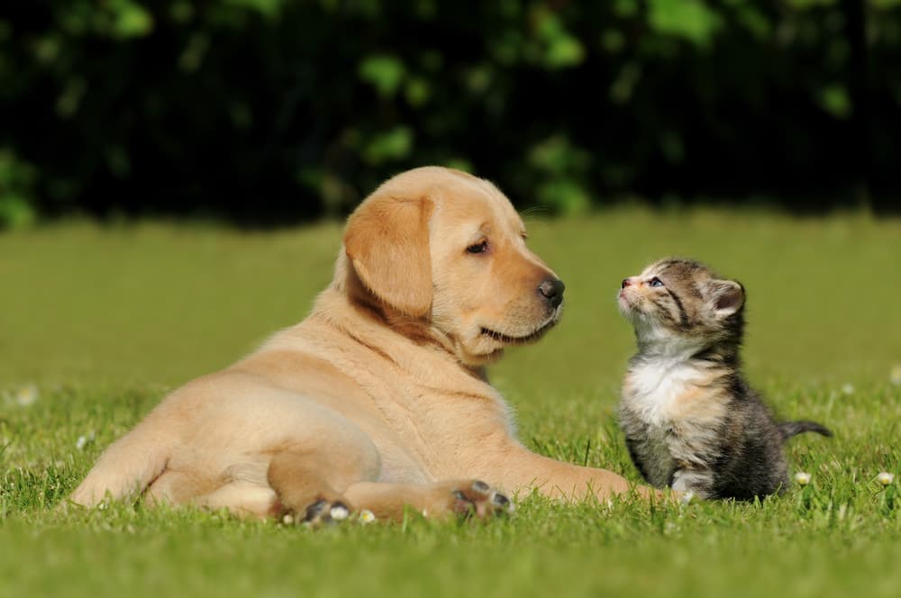 Los perros y gatos extraviados de Arizona pueden tener una mejor oportunidad de reunirse con sus dueños ahora que se ha firmado una nueva legislación que obliga a los refugios a revisar a estos animales en busca de sus microchips de identificación.