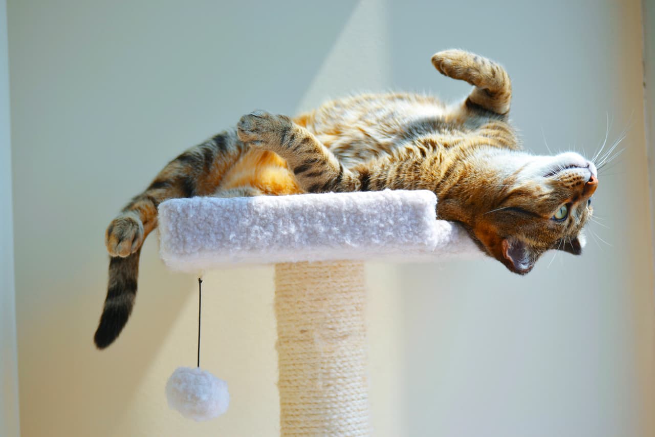 Así es como puedes hacer de tu apartamento pequeño un lugar más divertido para tu gato