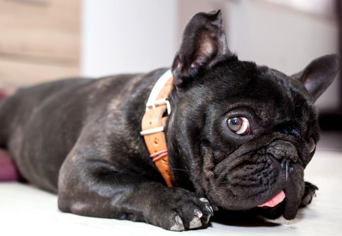 ¿Cuál es el mejor perro para la ciudad?