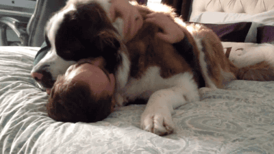 11 imágenes que confirman que los perros son nuestros mejores amigos
