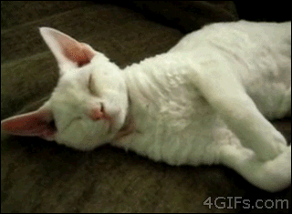 7 señales que demuestran cuánto te ama tu gato