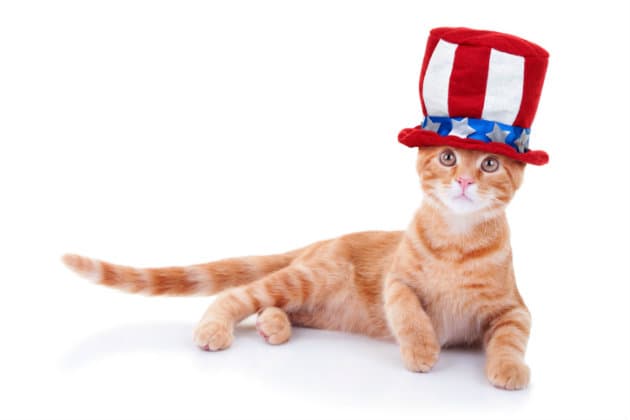 Tips para mantener a tus mascotas seguras durante el 4 de julio