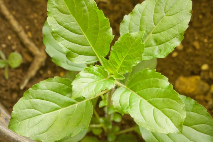 10 beneficios del tulsi para la salud