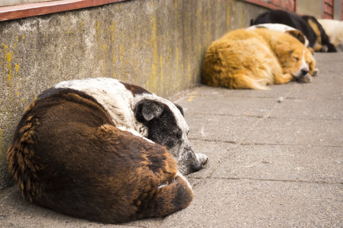 ¿Cómo puedes ayudar a los animales que fueron abusados o abandonados?