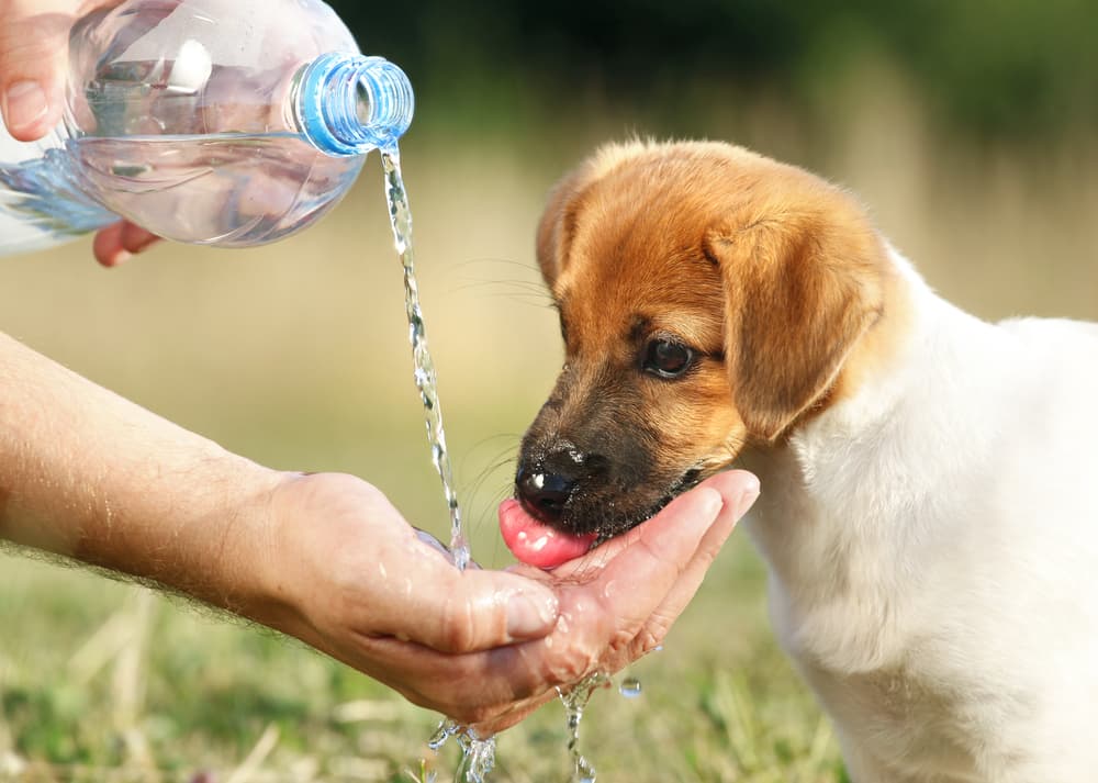 ¿Tu perro está más inquieto de lo normal? La razón puede ser más grave de lo que creías