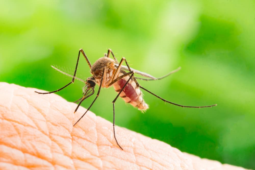 Cómo prevenir la aparición de mosquitos en mi hogar; protégete en esta época de lluvias