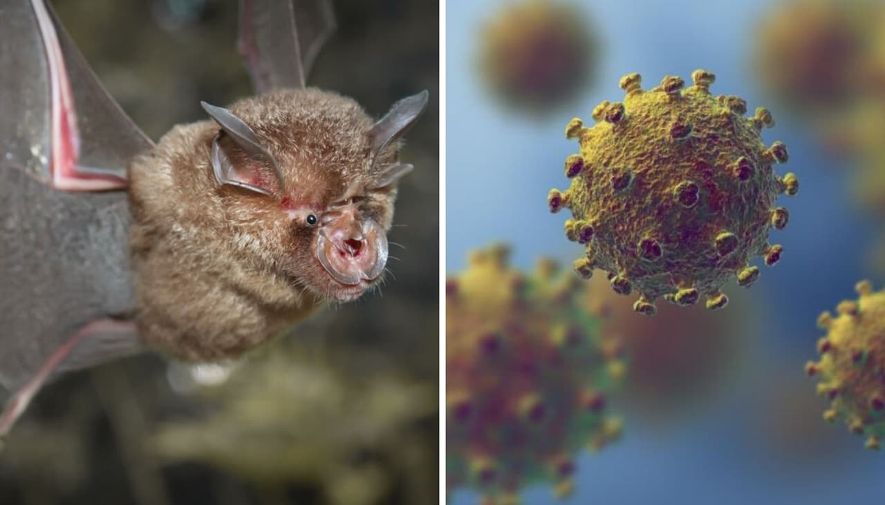 Khosta-2: el nuevo y preocupante coronavirus descubierto en Rusia 