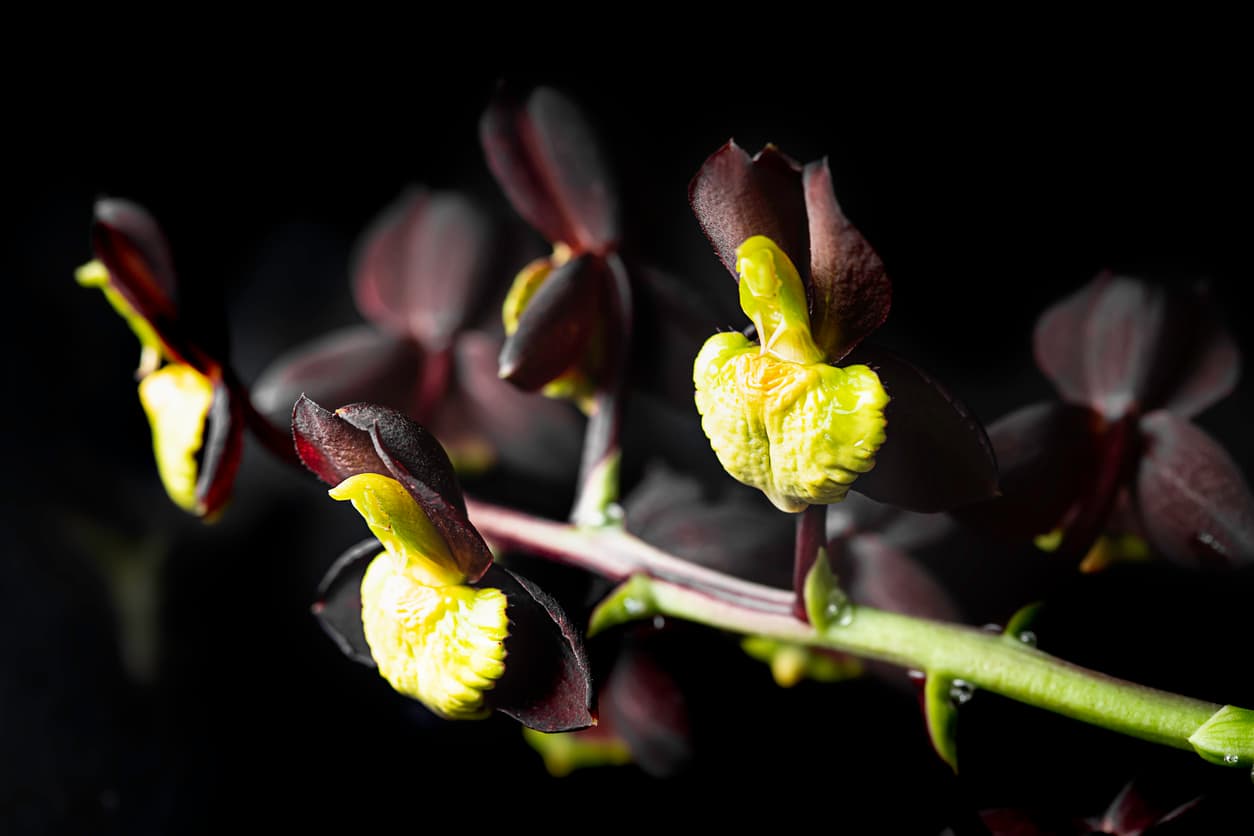  La leyenda de las orquídeas negras: conoce el verdadero significado de esta flor