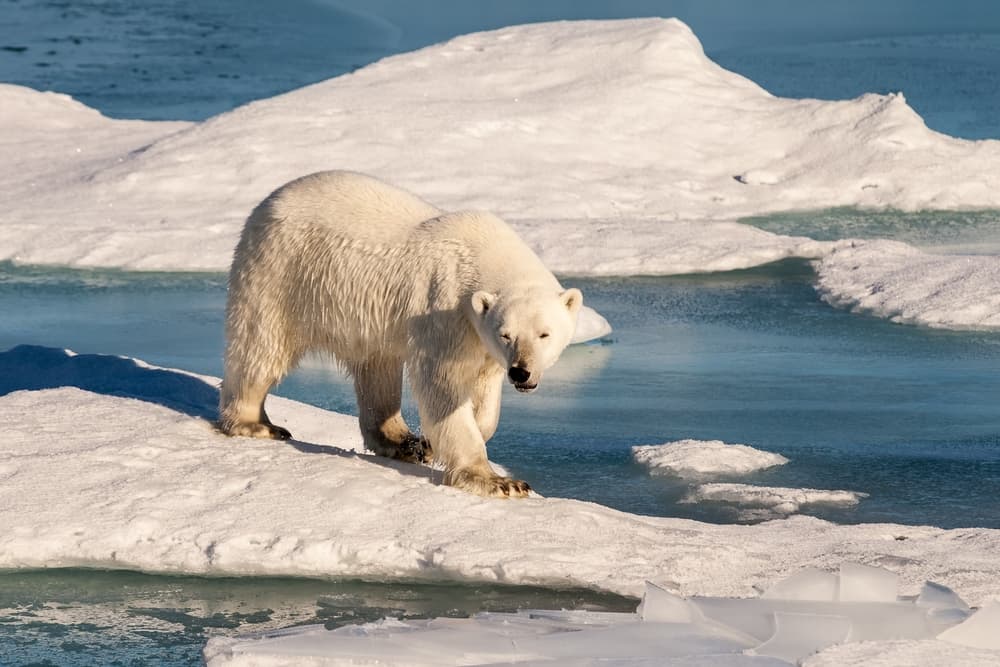 Un oso polar ataca a los residentes de una comunidad de Alaska y mata a dos personas