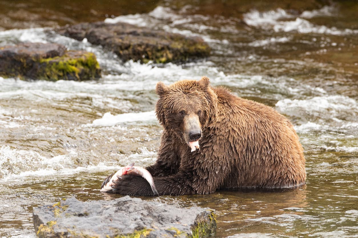 Lo mutila un oso pardo y recibe un balazo tratando de asustar al animal