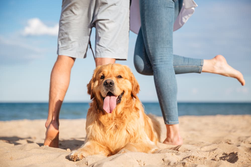¿Cansado de ser un 'forever alone' en el amor? Tu perro tiene la solución, según los expertos