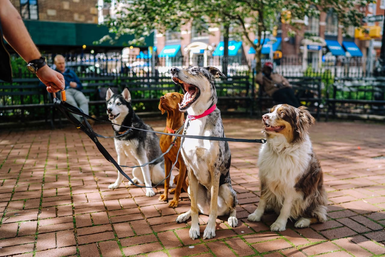 Una amistad incondicional: adoptar un perrito tiene estos 6 increíbles beneficios para ti y para él
