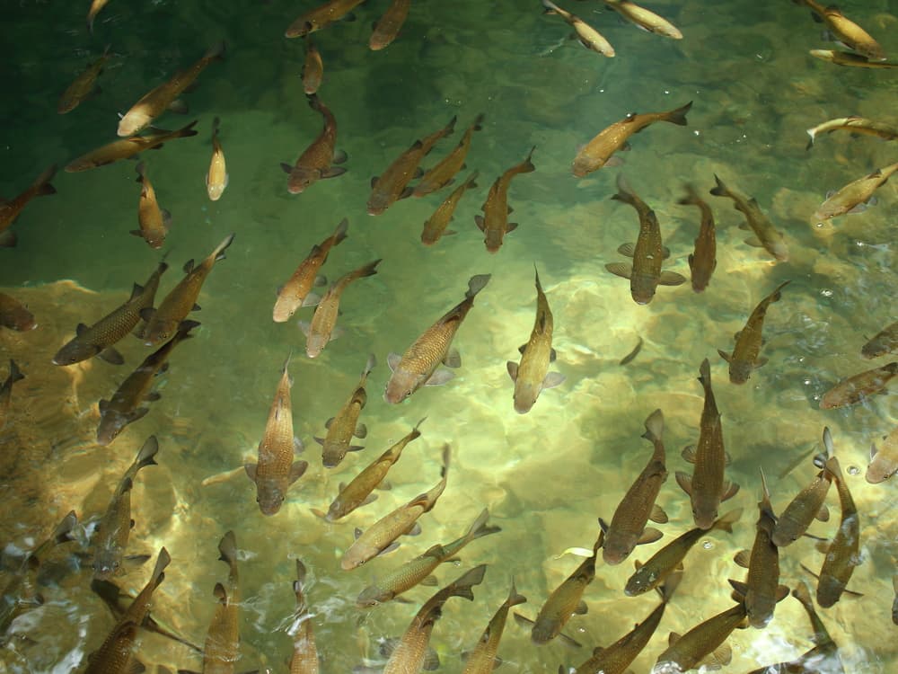 Consumir un pescado de agua dulce de EEUU equivale a beber agua contaminada un mes