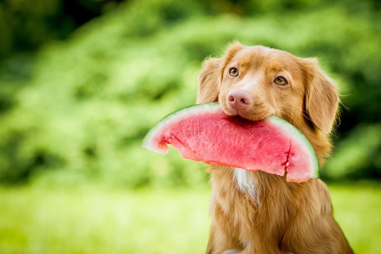 Tu perrito sí puede comer frutas: conoce cuáles son buenas con su pancita