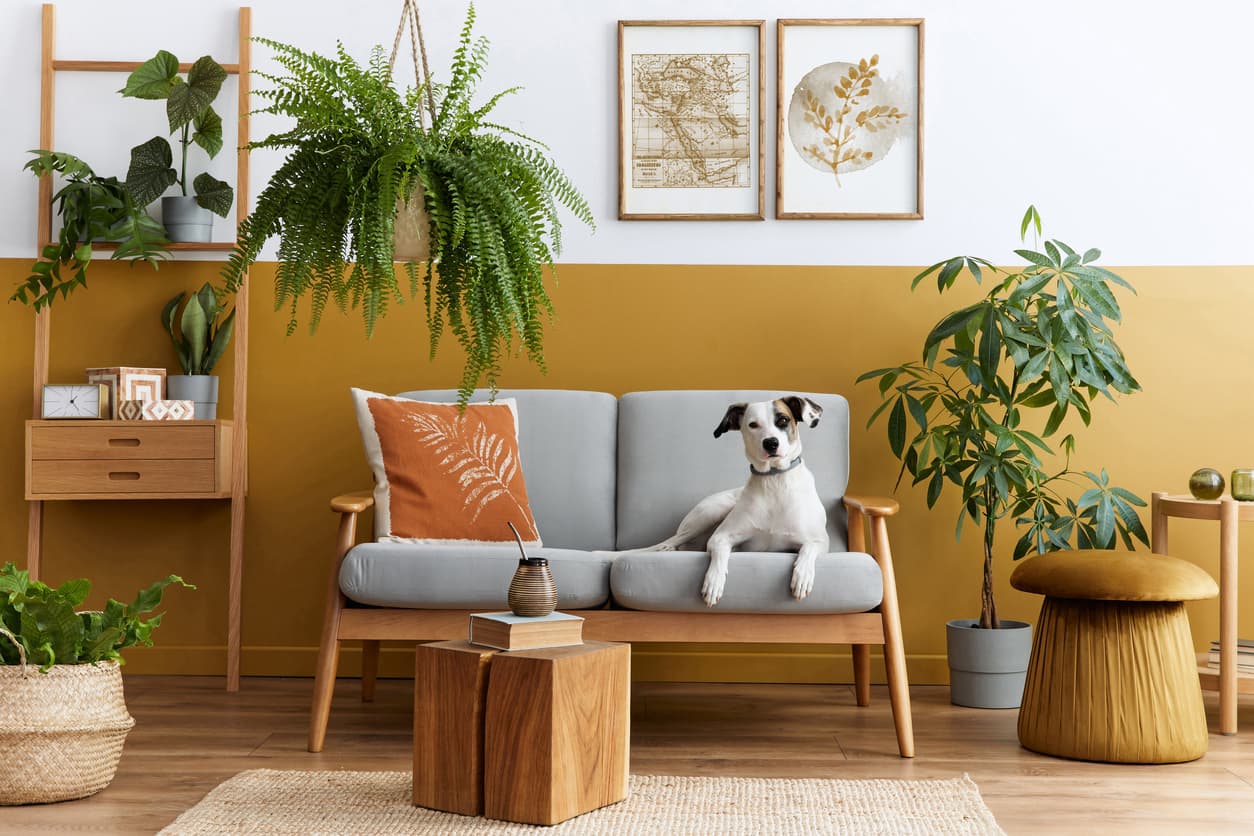 8 plantas que pueden absorber la humedad de tu casa: la menta dejará un delicioso aroma