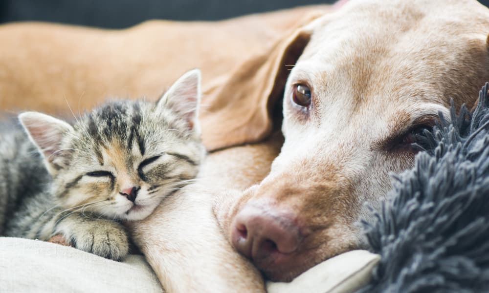 ¿Quieres adoptar una mascota? Esta asociación tiene cientos de animalitos esperando por ti