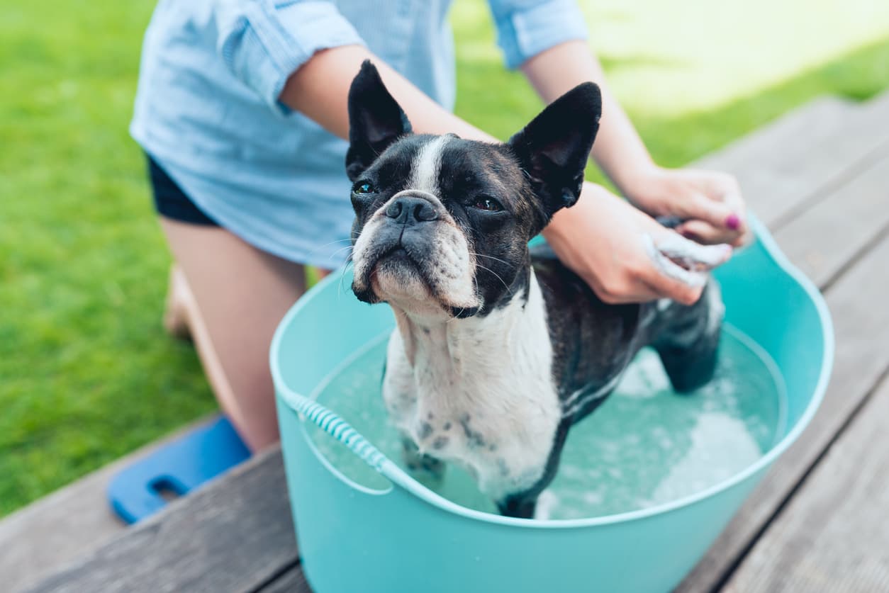 Trucos infalibles para eliminar el olor de tu perro en casa (y los errores más comunes) 