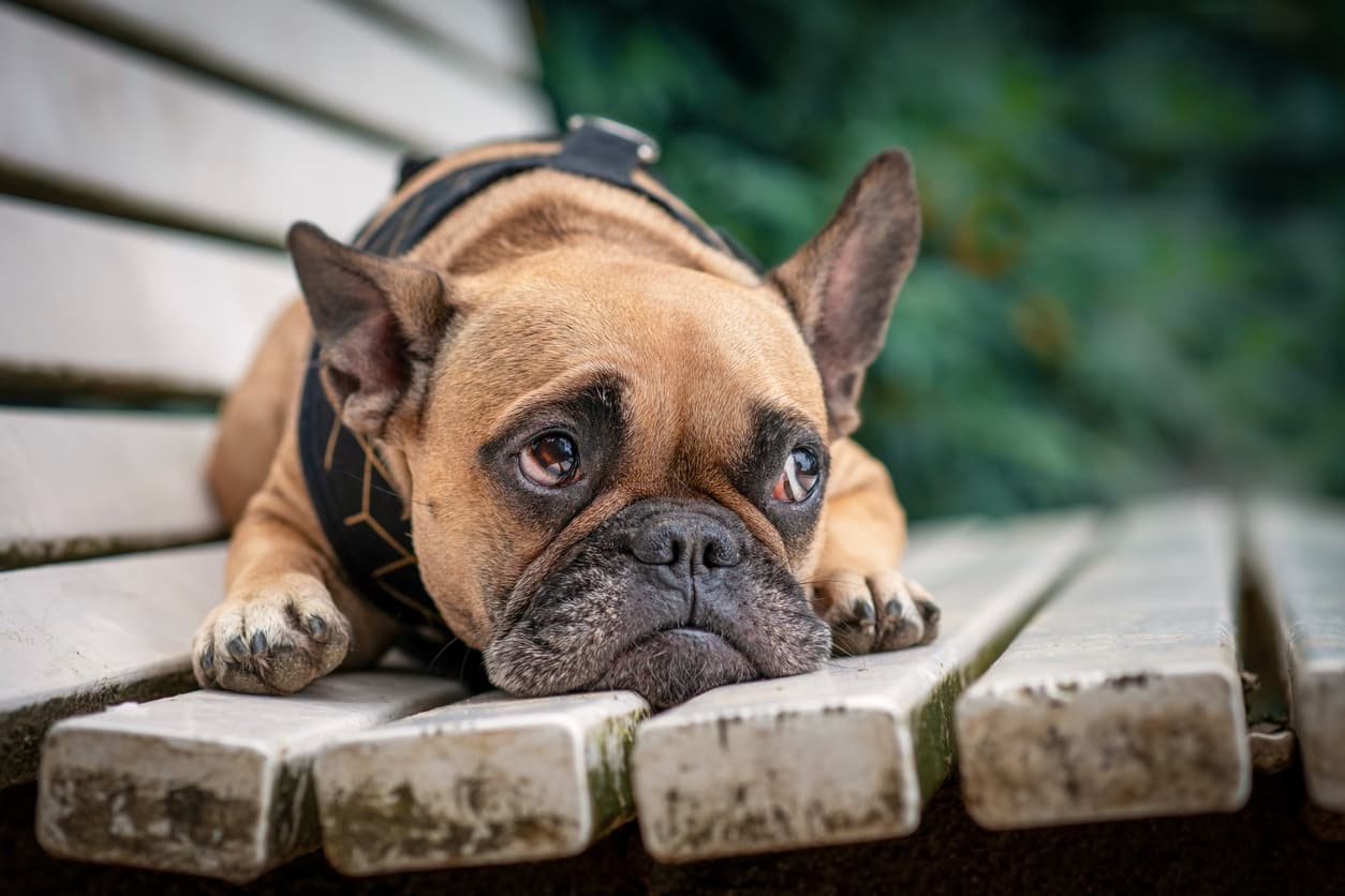 No es tu imaginación, los perros saben hacer carita triste: la ciencia lo explica