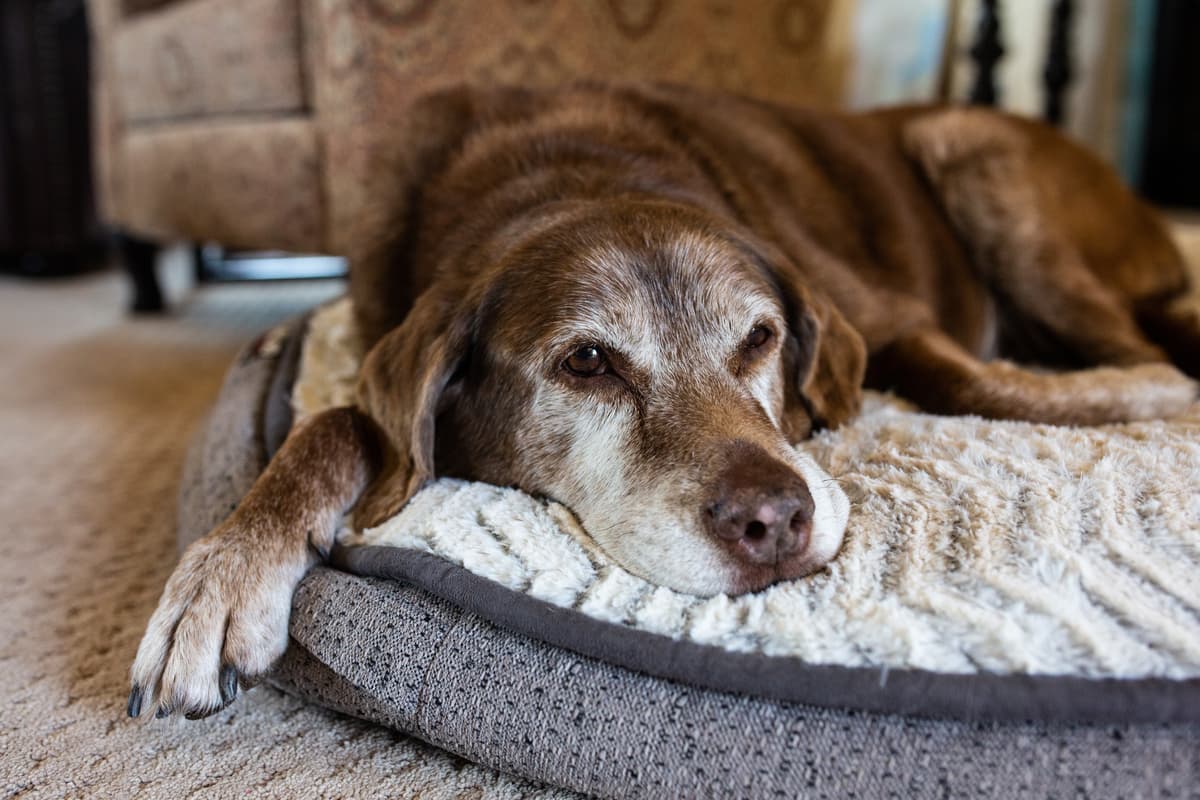 Tu perro también puede tener depresión, te decimos cuáles son los síntomas y cómo puedes ayudarlo