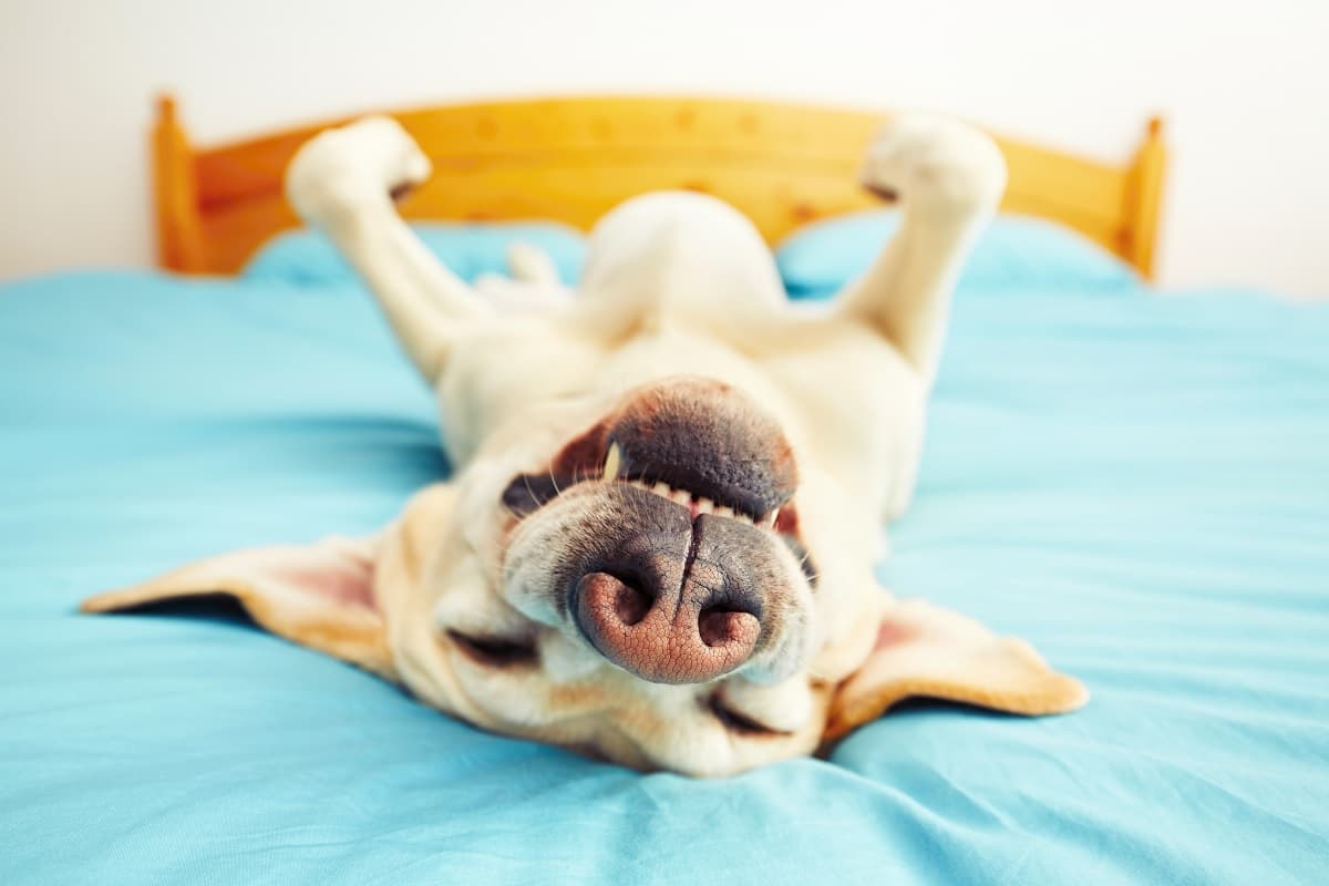 ¿Pensando en adoptar un perro? Estas son las cosas que debes considerar antes
