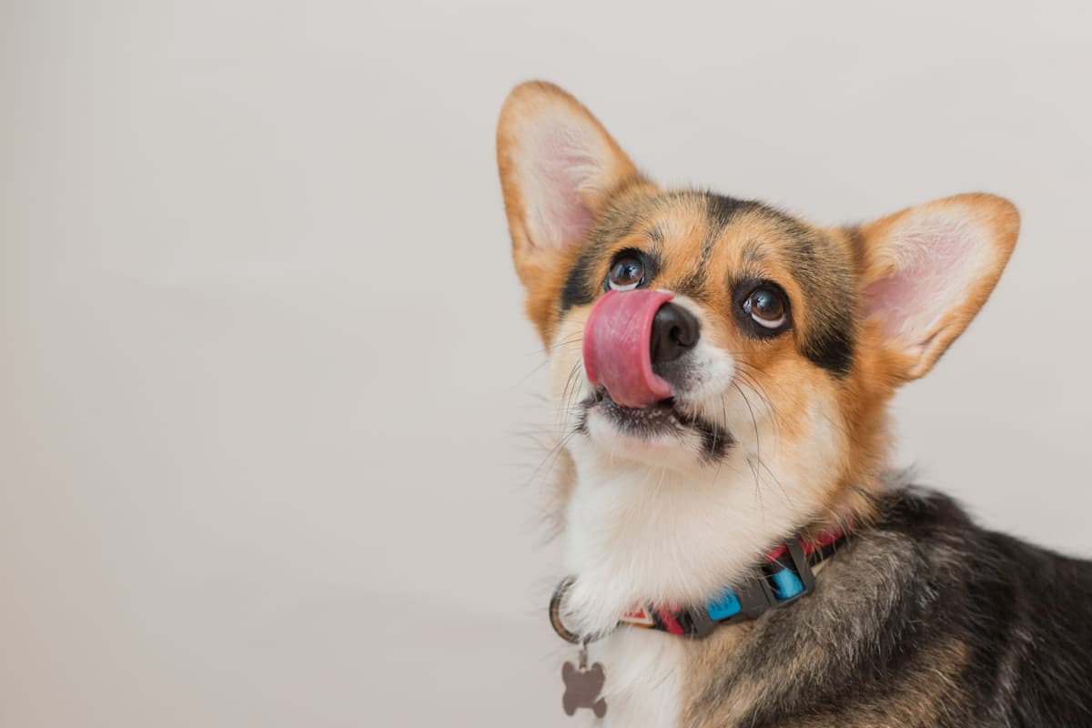 ¿Tu perro te lame la cara? Pon atención, está intentando decirte algo muy importante