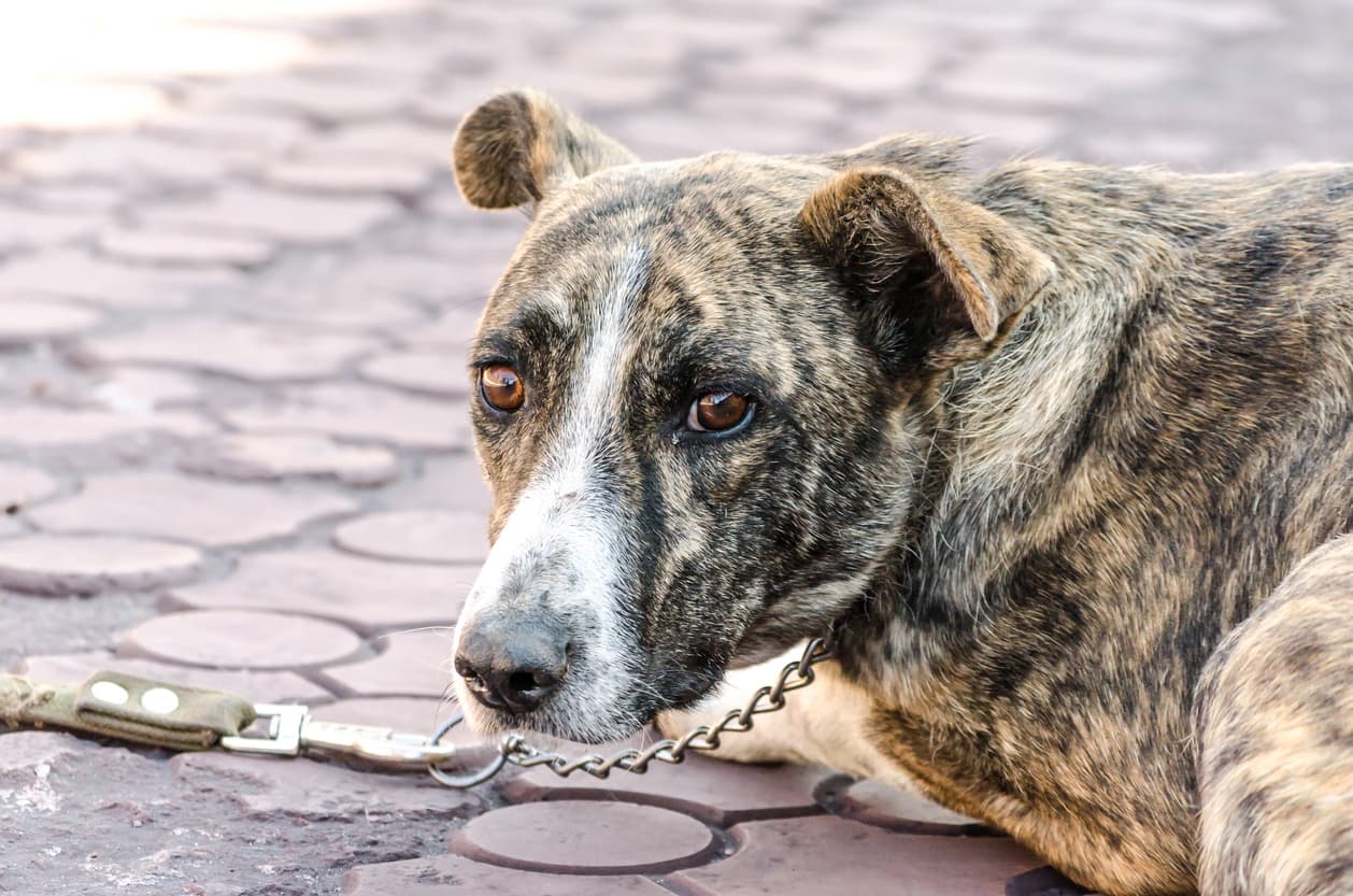 El maltrato animal se puede denunciar en México: te decimos cómo hacerlo