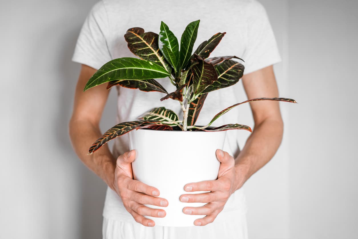 Haz tus propias macetas geométricas: son baratas y hermosas