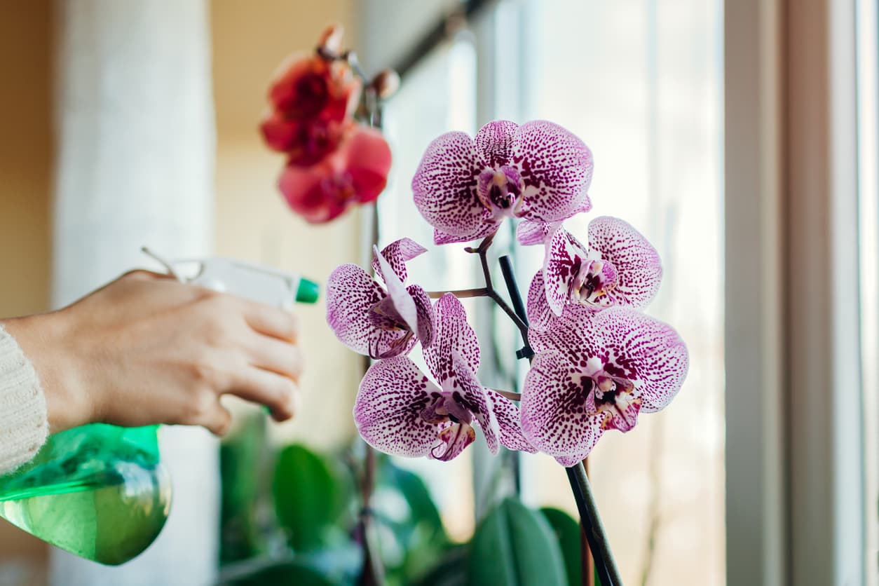 ¿Malas vibras? Conoce las plantas que te ayudan a combatirlas y a mejorar tu salud