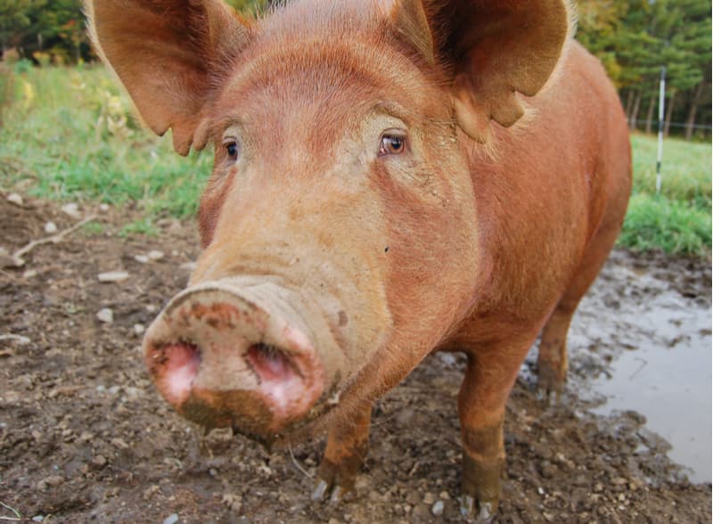 Departamento de Agricultura detecta por primera vez un cerdo contagiado de gripe aviar en EEUU