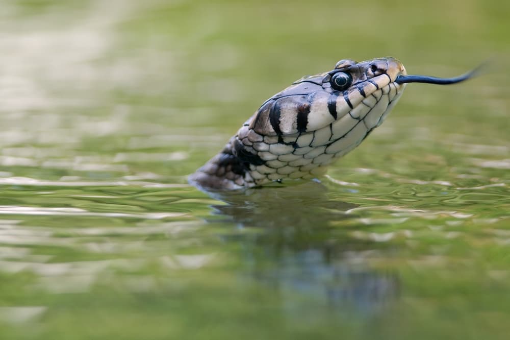 Nunca agarres “palos” o “ramas” mientras nadas en lagos y ríos. Las 
<b>serpientes de cascabel pueden nadar.</b> Evita acercarte a cualquier serpiente que no pueda identificar positivamente como una especie segura.