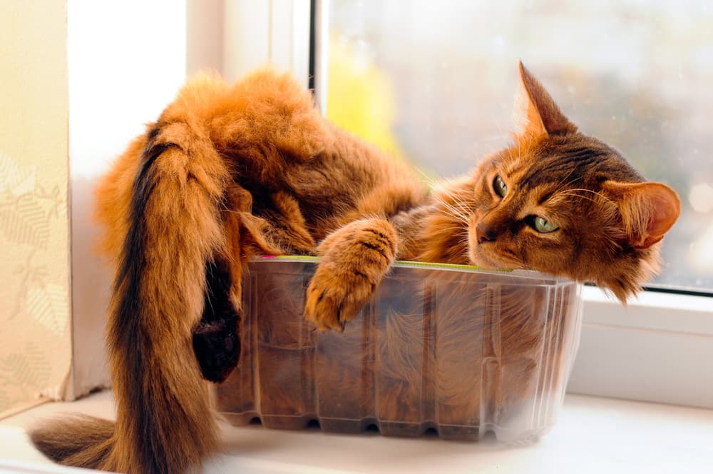 Los gatos son seres especiales y este video es la prueba (de ¡cómo los amamos!)