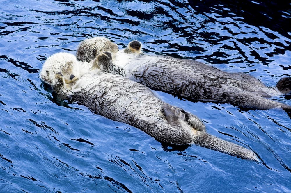 9 imágenes que demuestran que los animales pueden enseñarnos mucho sobre romance