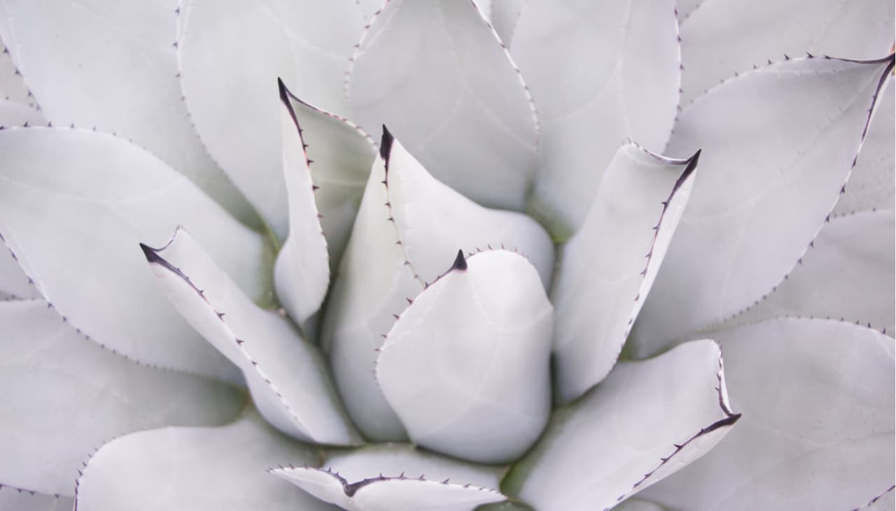 Suculentas blancas para las amantes de las plantas que buscan algo elegante