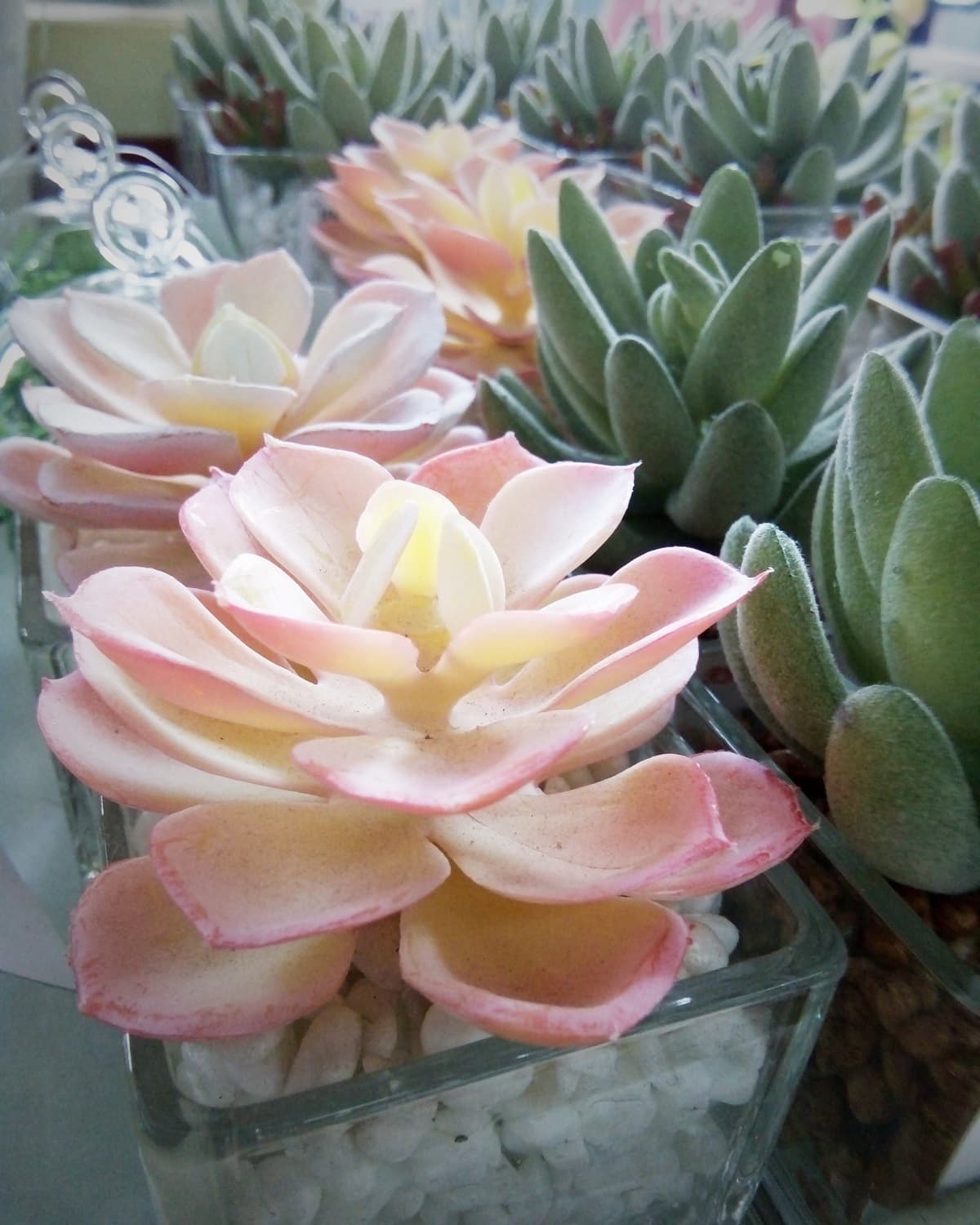 Suculentas y otras plantas color rosa para darle un toque elegante a tu casa (fáciles de cuidar)