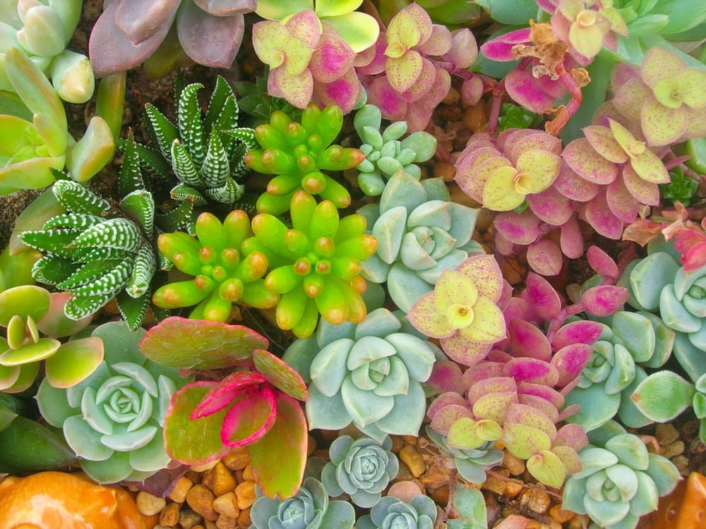 8 suculentas colgantes que son fáciles de cuidar y le darán un gran estilo a tu hogar