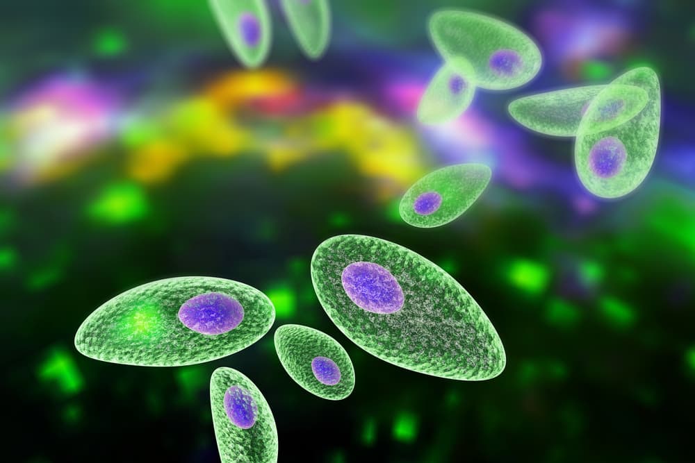 Este es el parásito que puso en peligro la vida de Adamari López: así puedes detectar la toxoplasmosis